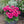 Load image into Gallery viewer, ECHINACEA SWEET FUCHSIA SUNSEEKERS [SZ:14CM POT]
