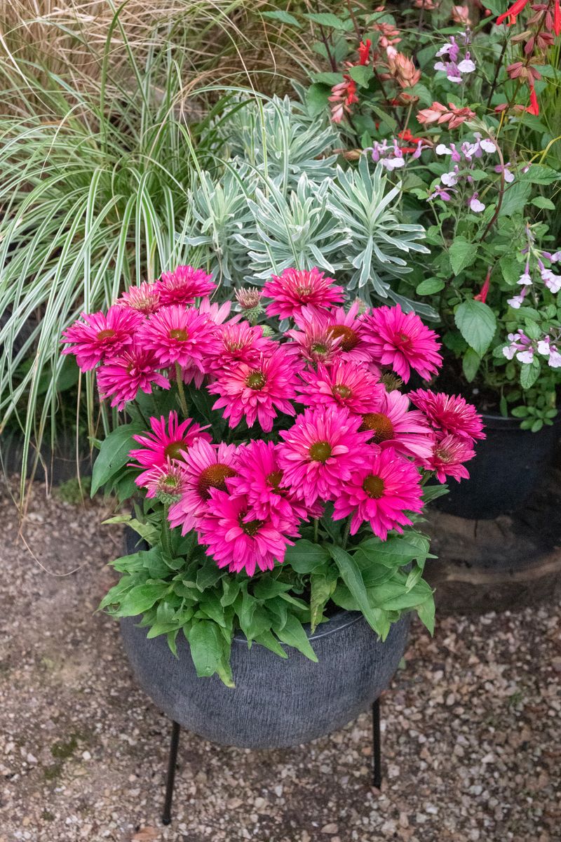 ECHINACEA SWEET FUCHSIA SUNSEEKERS [SZ:14CM POT]