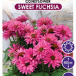 Load image into Gallery viewer, ECHINACEA SWEET FUCHSIA SUNSEEKERS [SZ:14CM POT]
