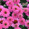 Load image into Gallery viewer, ECHINACEA SWEET FUCHSIA SUNSEEKERS [SZ:14CM POT]
