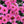 Load image into Gallery viewer, ECHINACEA SWEET FUCHSIA SUNSEEKERS [SZ:14CM POT]
