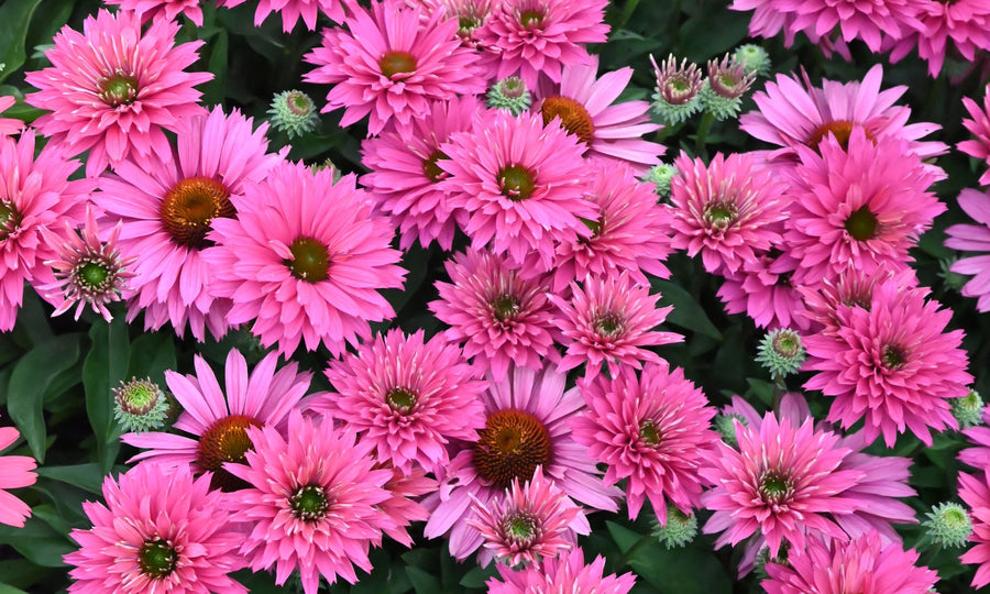 ECHINACEA SWEET FUCHSIA SUNSEEKERS [SZ:14CM POT]