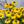Load image into Gallery viewer, ECHINACEA CITRUS SUNSEEKERS [SZ:14CM POT]
