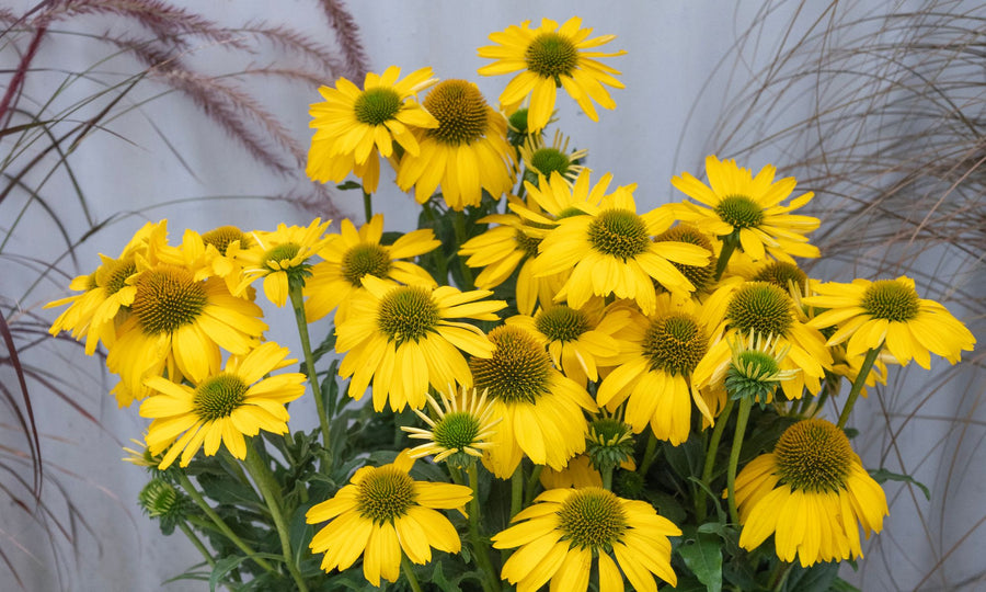 ECHINACEA CITRUS SUNSEEKERS [SZ:14CM POT]