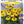 Load image into Gallery viewer, ECHINACEA CITRUS SUNSEEKERS [SZ:14CM POT]
