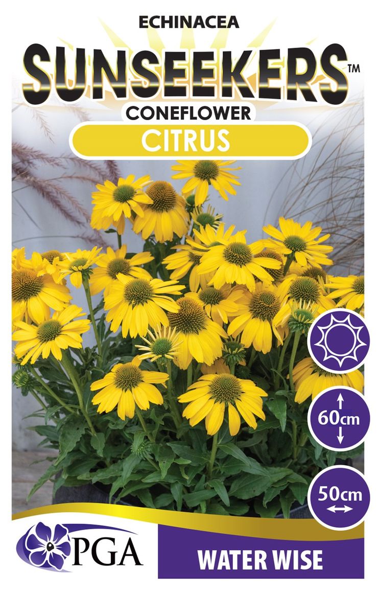 ECHINACEA CITRUS SUNSEEKERS [SZ:14CM POT]