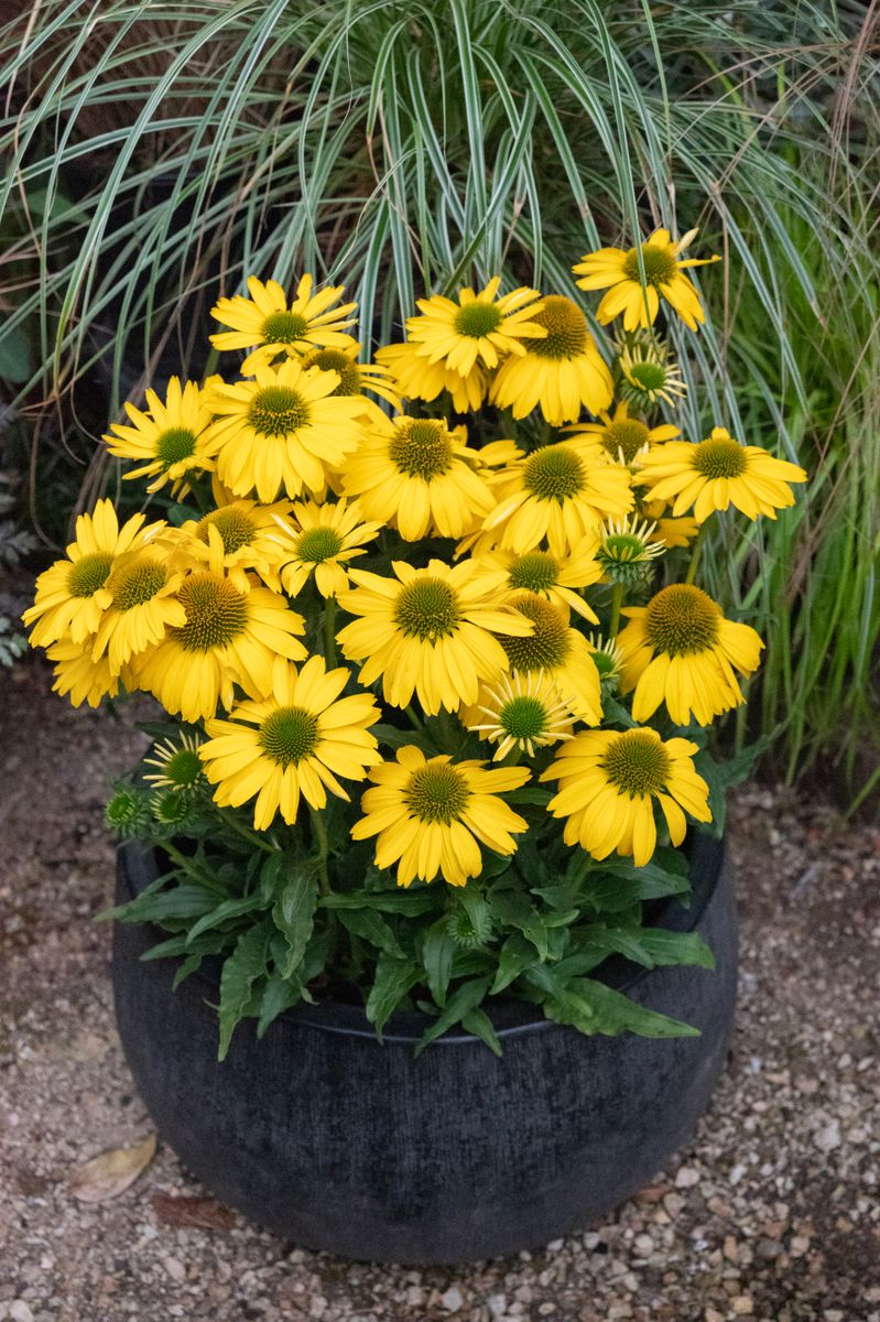 ECHINACEA CITRUS SUNSEEKERS [SZ:14CM POT]