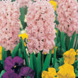 Load image into Gallery viewer, BULB HYACINTH LADY DERBY PK2 [SZ:2 PK]

