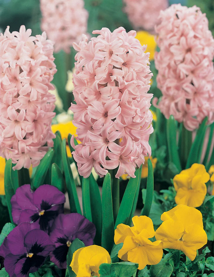 BULB HYACINTH LADY DERBY PK2 [SZ:2 PK]