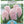 Load image into Gallery viewer, BULB HYACINTH LADY DERBY PK2 [SZ:2 PK]
