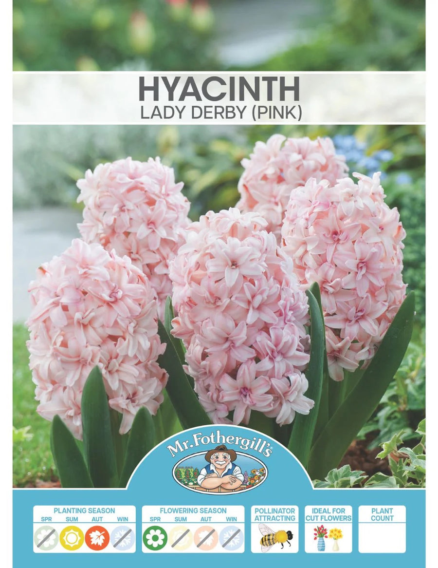 BULB HYACINTH LADY DERBY PK2 [SZ:2 PK]
