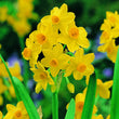 Load image into Gallery viewer, BULB JONQUIL SOLEIL D&#39;OR  PK5 [SZ:5 PK]
