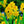 Load image into Gallery viewer, BULB JONQUIL SOLEIL D&#39;OR  PK5 [SZ:5 PK]
