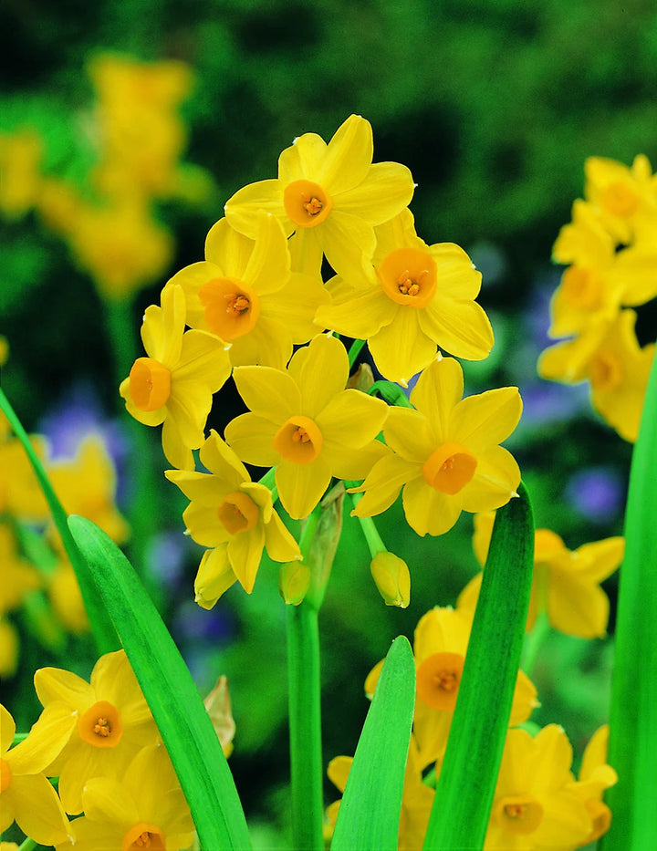 BULB JONQUIL SOLEIL D'OR  PK5 [SZ:5 PK]