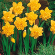 Load image into Gallery viewer, BULB DAFFODIL DICK WILDEN [SZ:3PK]
