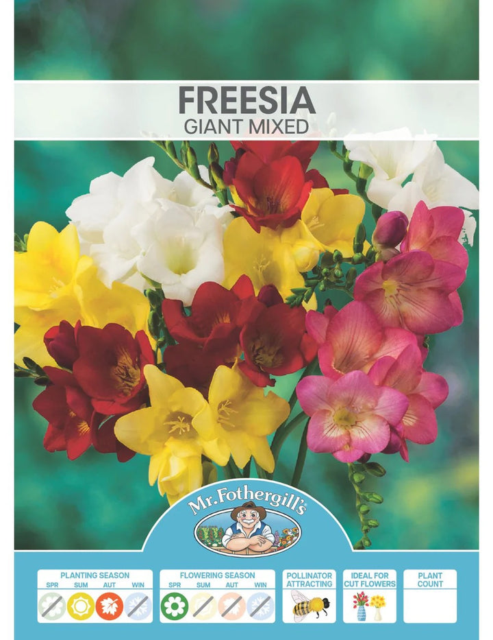 BULB FREESIA GIANT MIX PK 12 [SZ:12 PK]