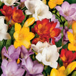 Load image into Gallery viewer, BULB FREESIA GIANT MIX PK 12 [SZ:12 PK]
