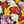 Load image into Gallery viewer, BULB FREESIA GIANT MIX PK 12 [SZ:12 PK]

