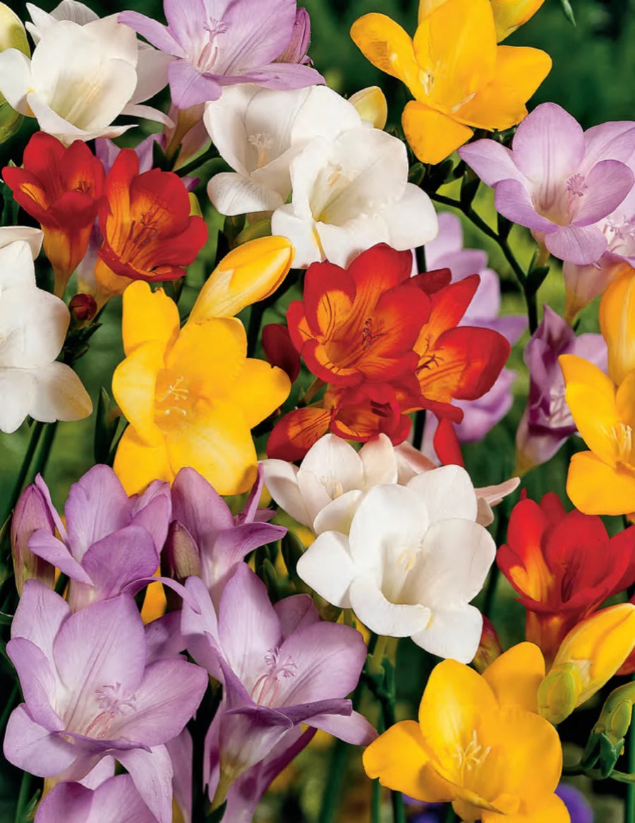 BULB FREESIA GIANT MIX PK 12 [SZ:12 PK]