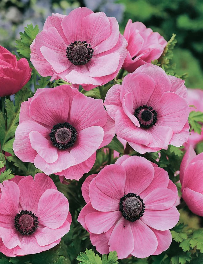 BULB ANEMONE PRETTY PINK DE CAEN [SZ:PK 20]