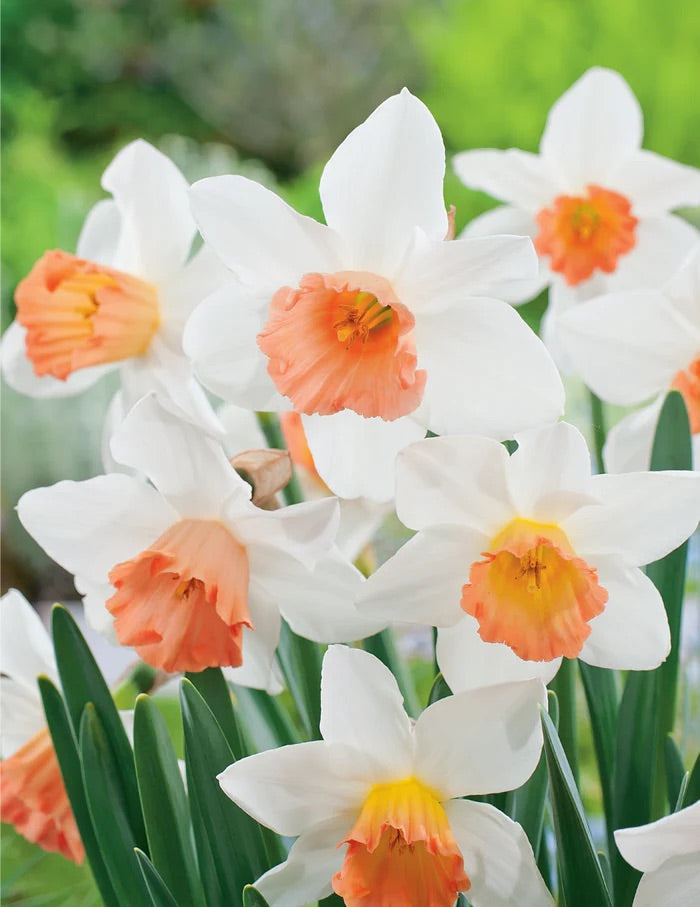 BULB DAFFODIL ACCENT [SZ:3PK]