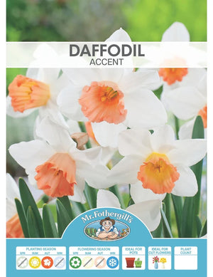 BULB DAFFODIL ACCENT [SZ:3PK]