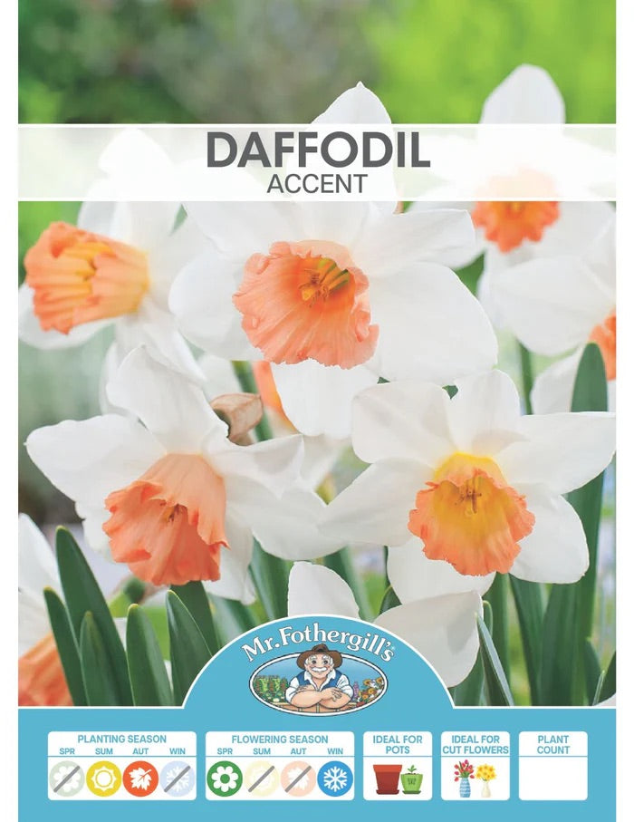 BULB DAFFODIL ACCENT [SZ:3PK]
