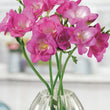 Load image into Gallery viewer, BULB FREESIA IMPERIAL PINK [SZ:8 PK]
