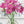 Load image into Gallery viewer, BULB FREESIA IMPERIAL PINK [SZ:8 PK]
