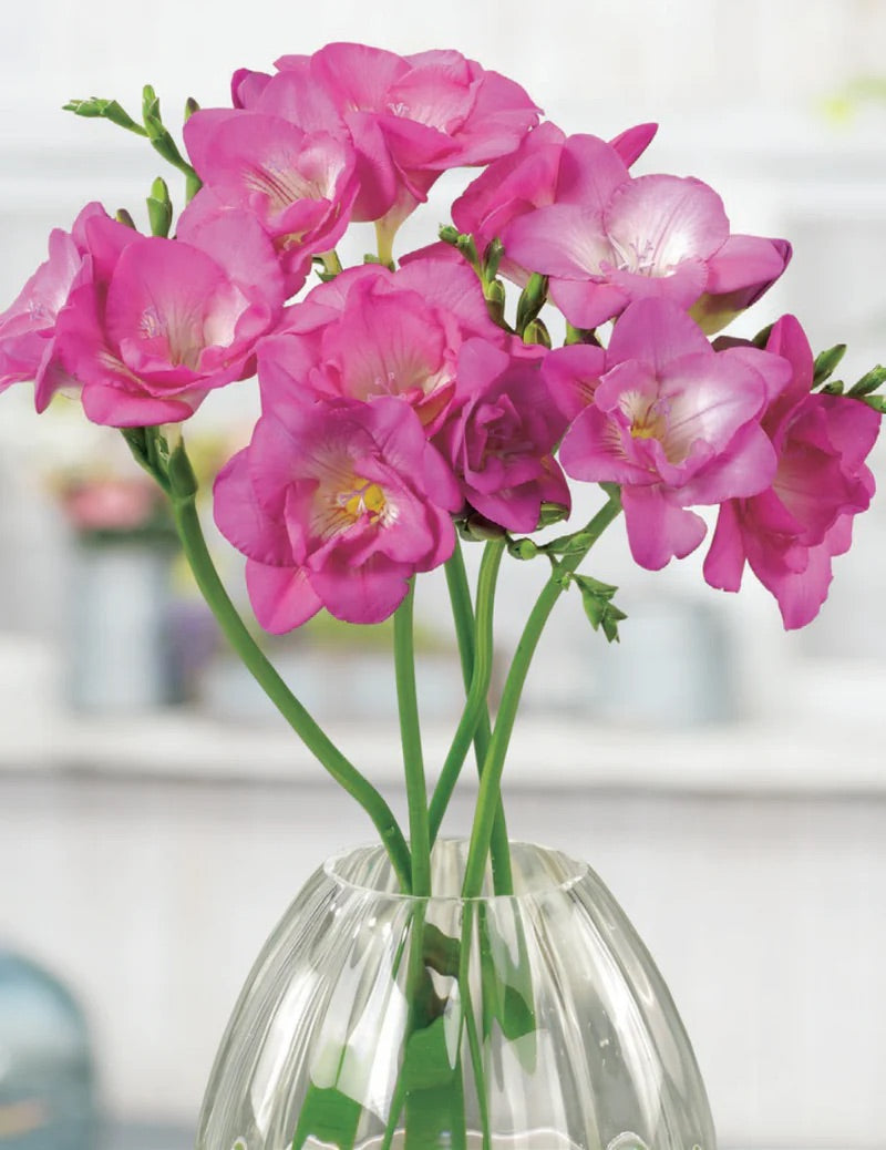 BULB FREESIA IMPERIAL PINK [SZ:8 PK]