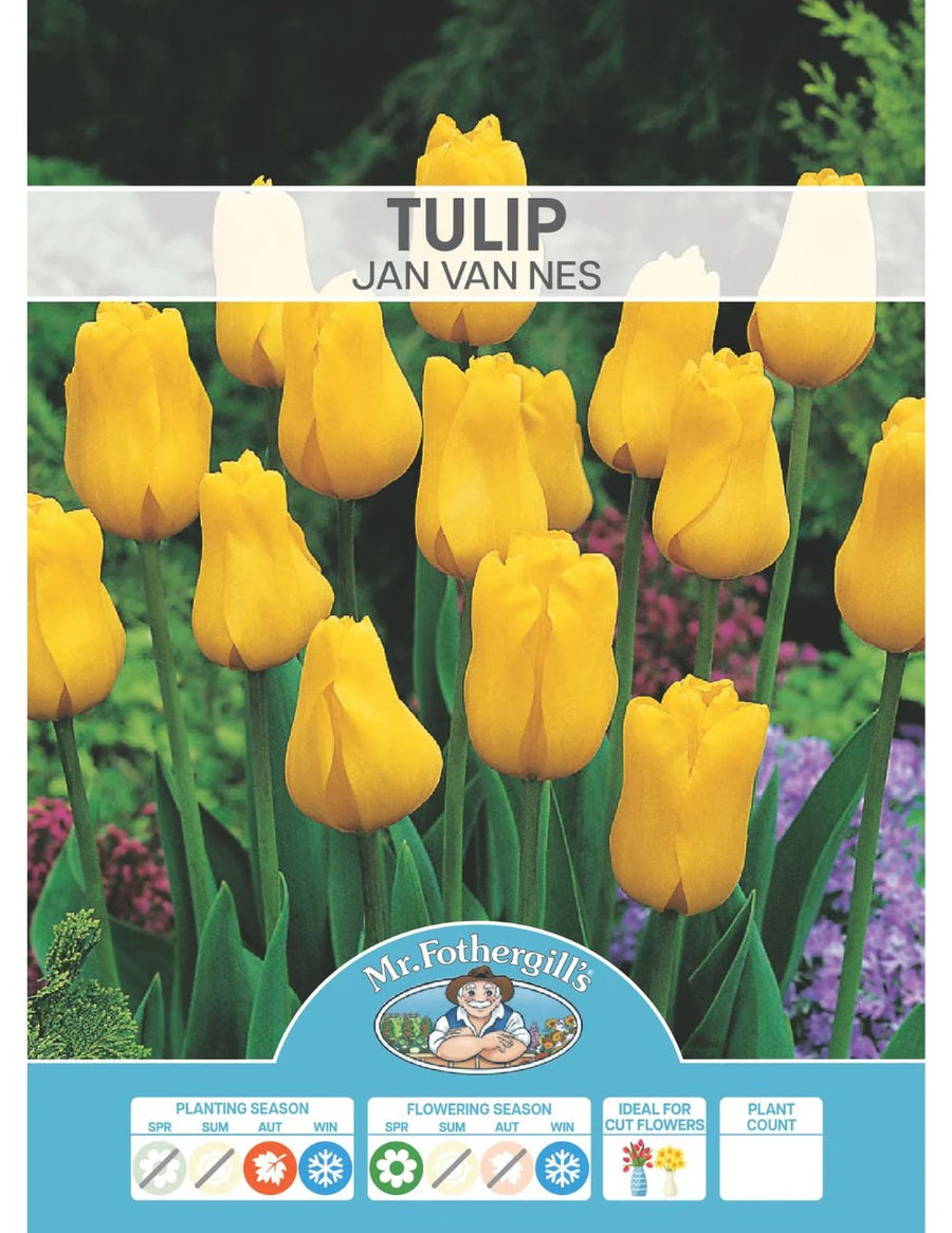 BULB TULIP JAN VAN NES [SZ:3 PK]