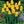 Load image into Gallery viewer, BULB TULIP JAN VAN NES [SZ:3 PK]
