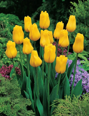 BULB TULIP JAN VAN NES [SZ:3 PK]