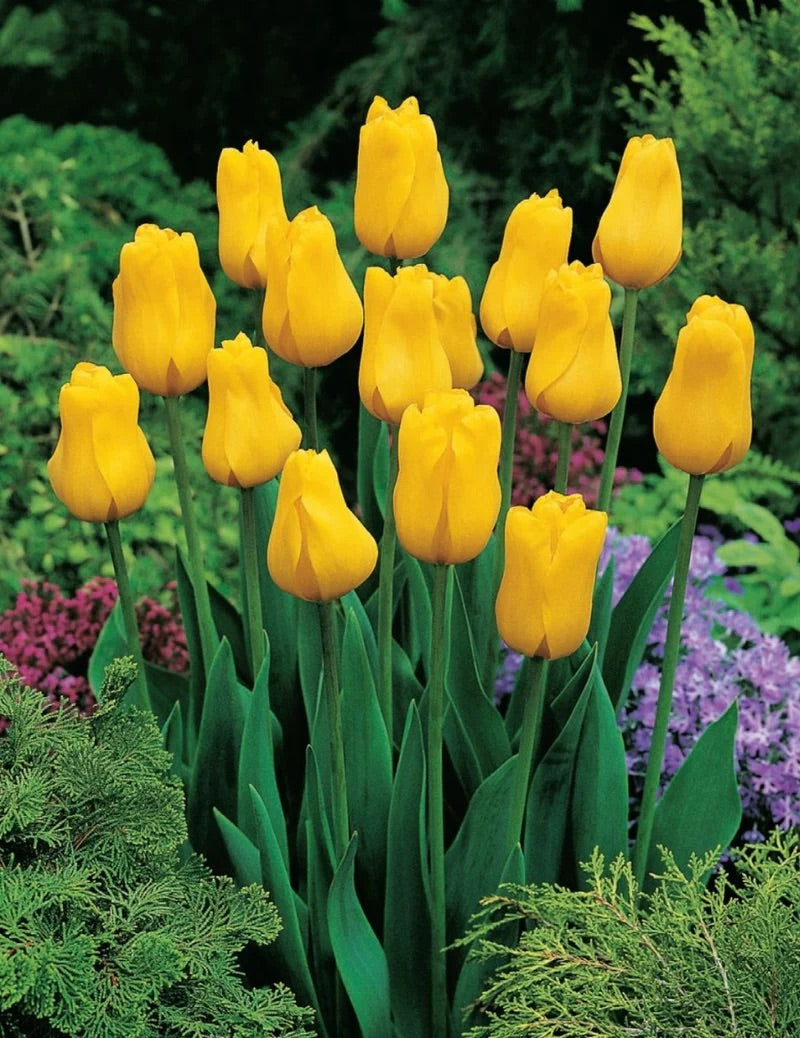 BULB TULIP JAN VAN NES [SZ:3 PK]