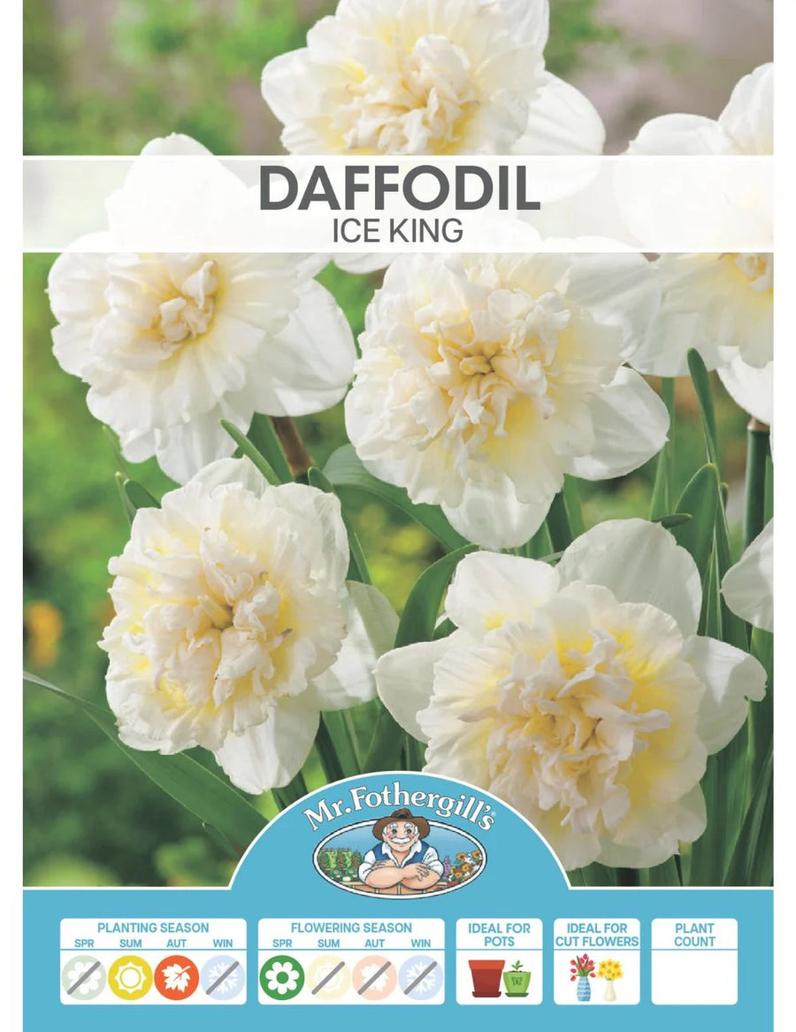 BULB DAFFODIL GABRIEL KLEIBERG [SZ:3 PK]