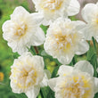 Load image into Gallery viewer, BULB DAFFODIL GABRIEL KLEIBERG [SZ:3 PK]
