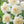 Load image into Gallery viewer, BULB DAFFODIL GABRIEL KLEIBERG [SZ:3 PK]
