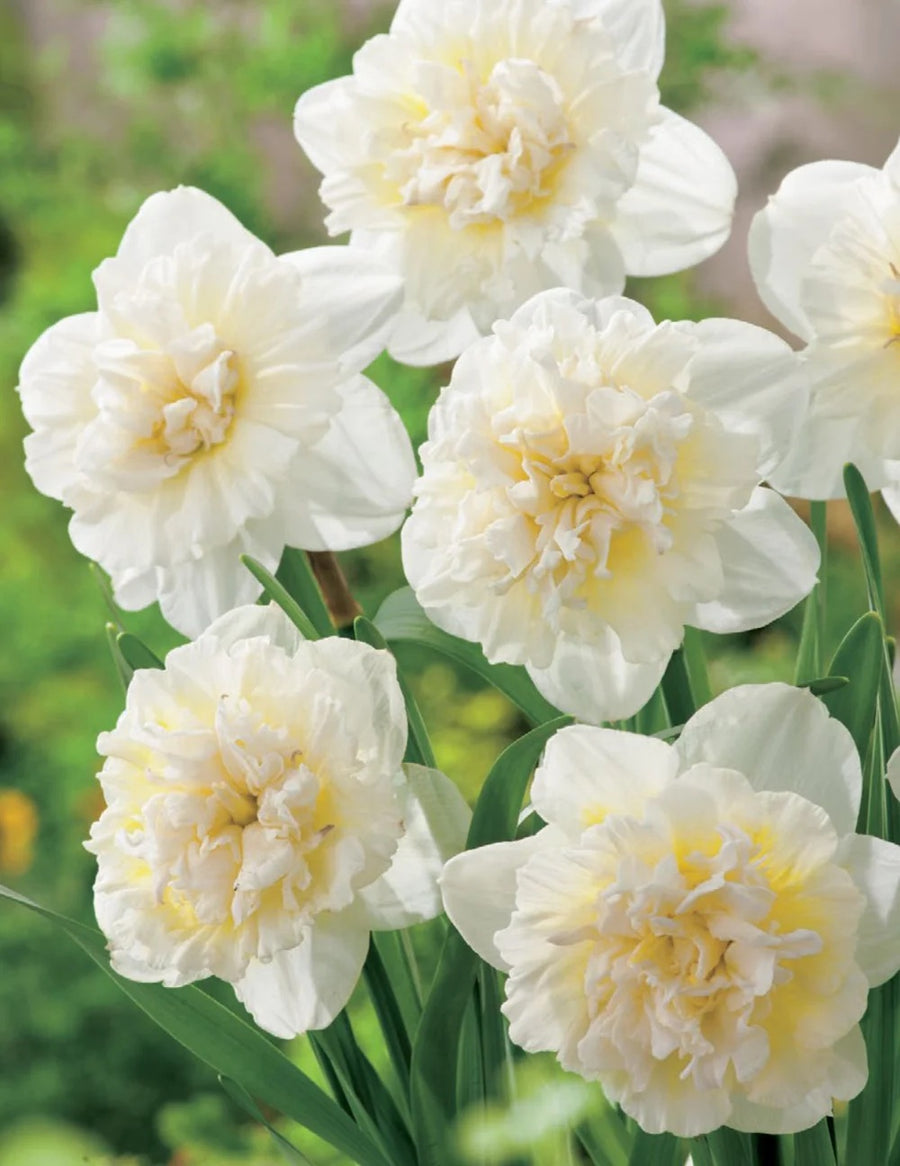 BULB DAFFODIL GABRIEL KLEIBERG [SZ:3 PK]
