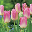 Load image into Gallery viewer, BULB TULIP DYNASTY [SZ:3 PK]
