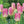 Load image into Gallery viewer, BULB TULIP DYNASTY [SZ:3 PK]
