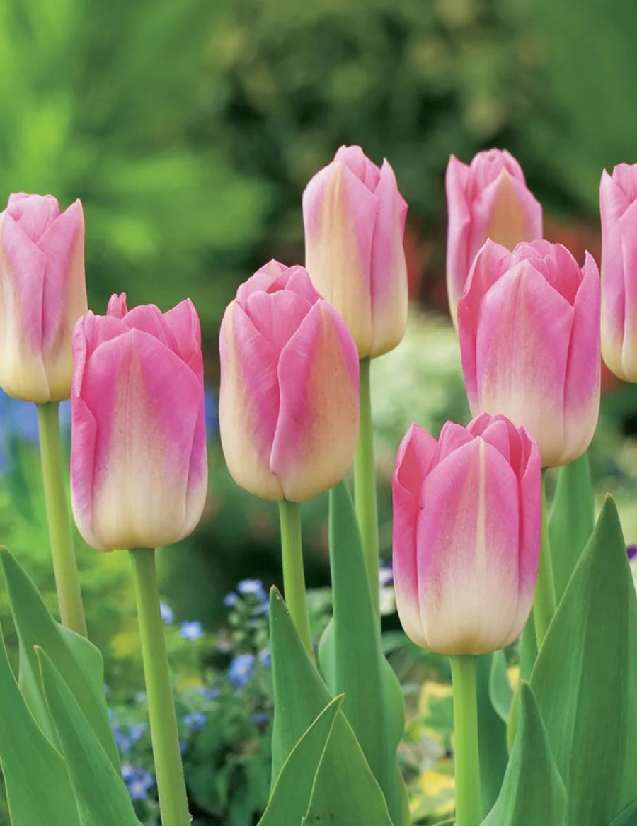 BULB TULIP DYNASTY [SZ:3 PK]