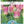 Load image into Gallery viewer, BULB TULIP DYNASTY [SZ:3 PK]
