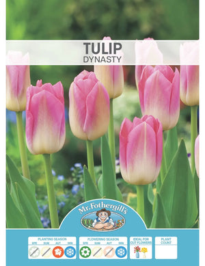 BULB TULIP DYNASTY [SZ:3 PK]