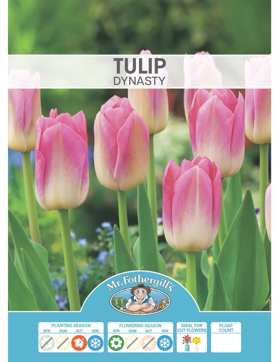 BULB TULIP DYNASTY [SZ:3 PK]