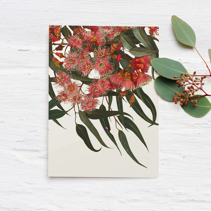 CARD - CORAL GUM