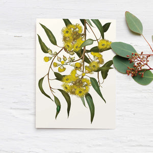 LEMON SCENTED GUM CARD 