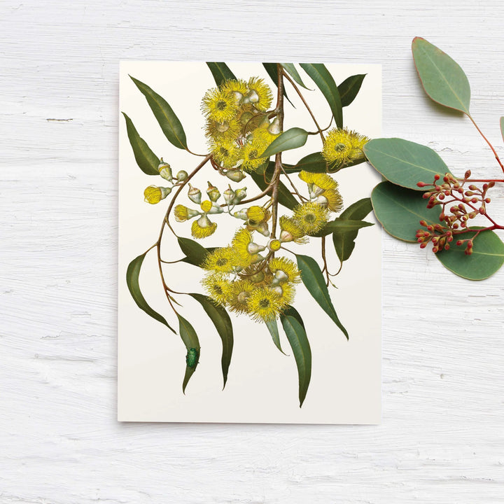 LEMON SCENTED GUM CARD 