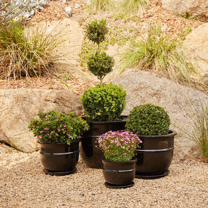PRIMO BELLY POT BLACK [SZ:1/4 (25X19CM)]