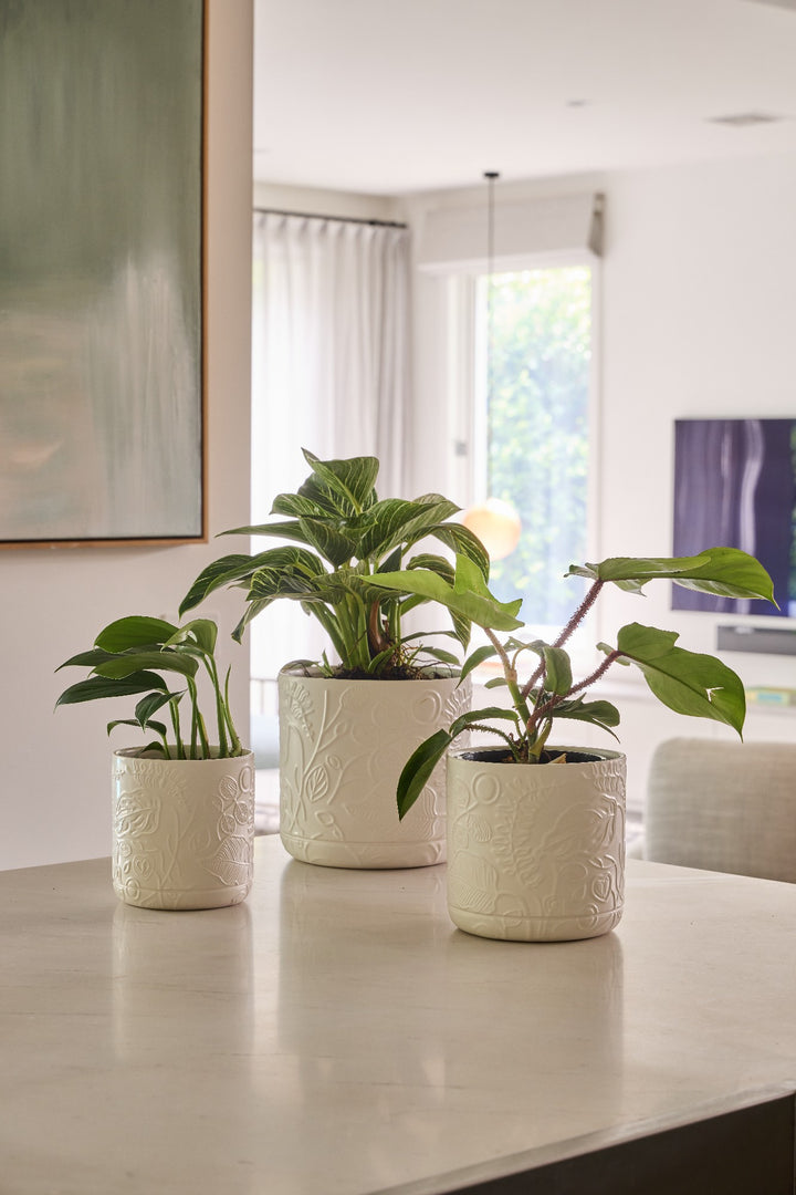 SPRING PLANTER WHITE [SZ:1/3]