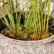 Load image into Gallery viewer, TRITON BELLY POT ATLANTIC WHITE 1/3 51X35CM
